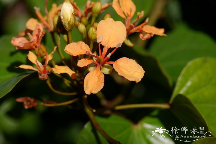 百合花价格