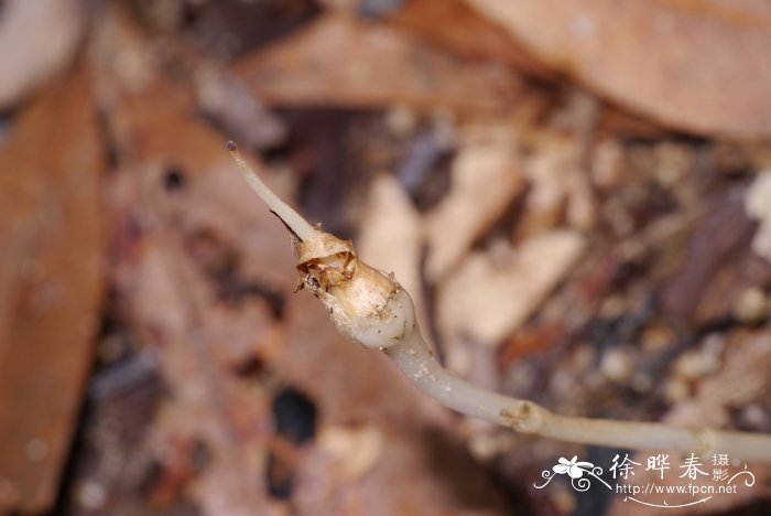 黑麦草图片