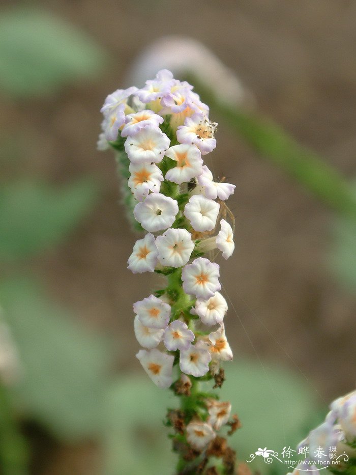 香蕉是什么季节的水果