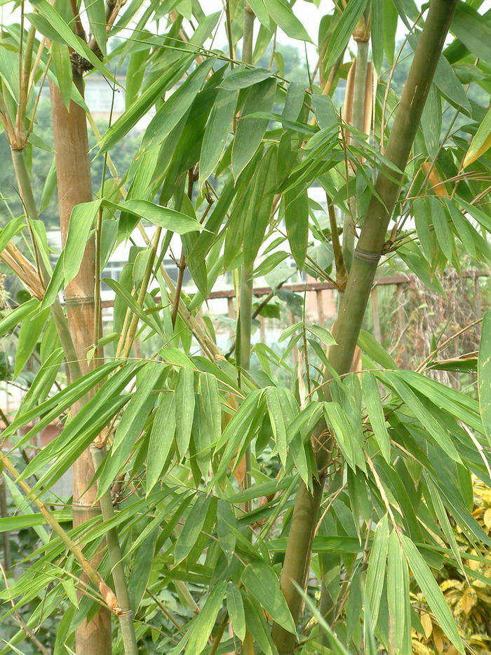 桂花树市场价