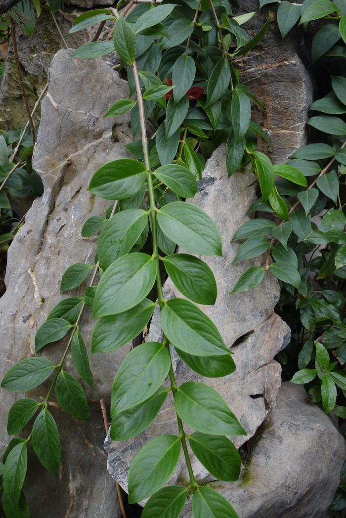 红山茶