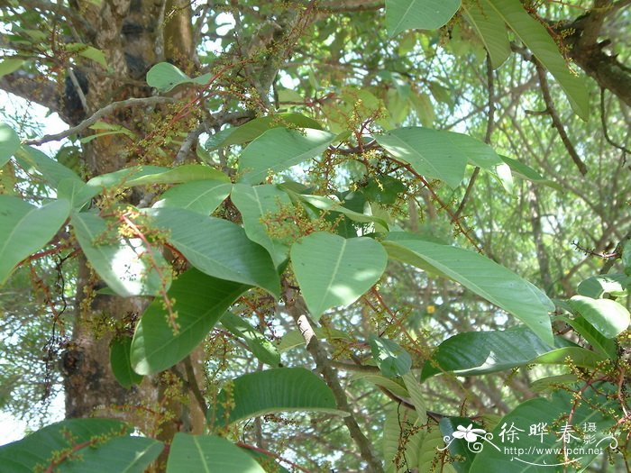 奇妙的植物