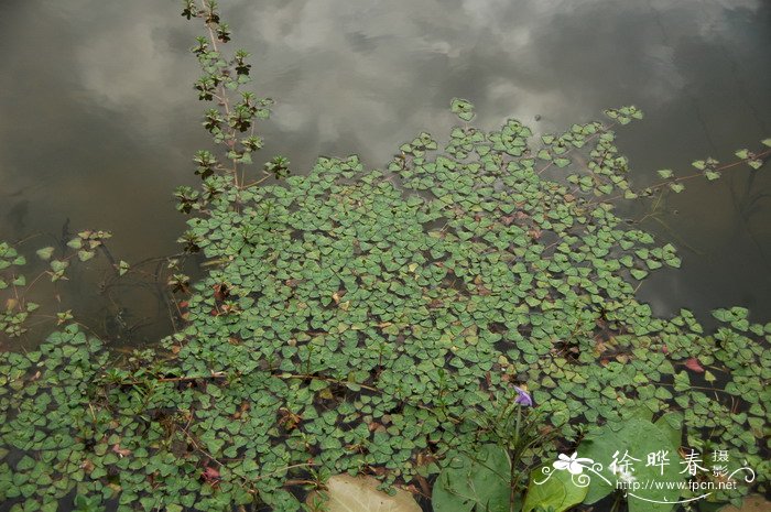 苹果苗