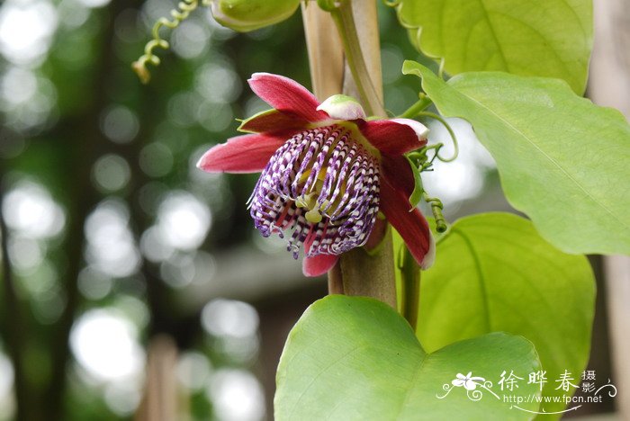 桂花品种哪种最好