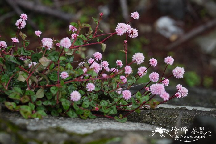 郁金香的花期