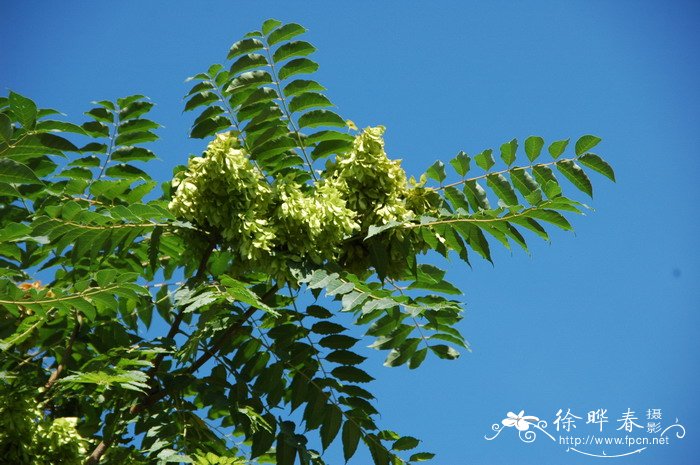 木香花图片