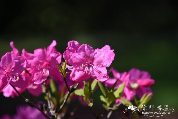 桂花花期