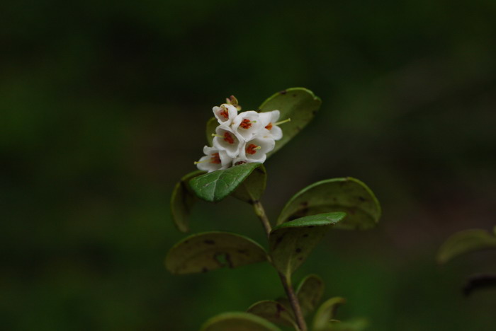 花语是杀戮的花