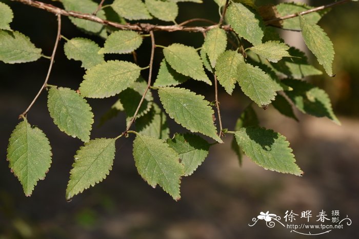 深圳鲜花配送