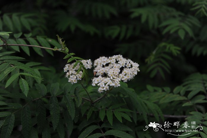 蓝雪花花语