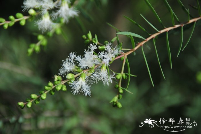 荠荠菜