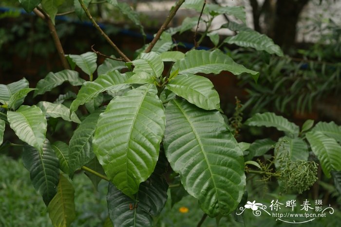 山茶花寓意