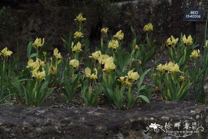 朱槿花