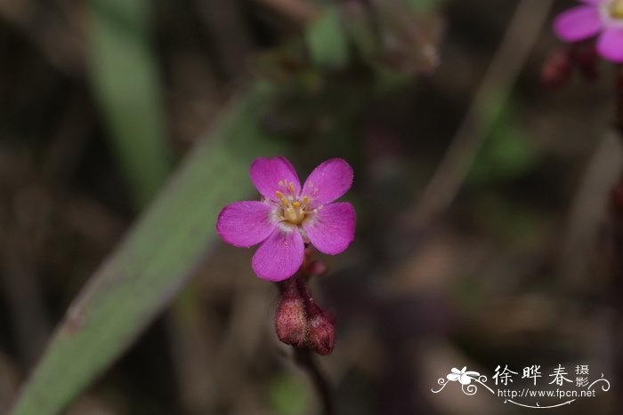 送老师的花