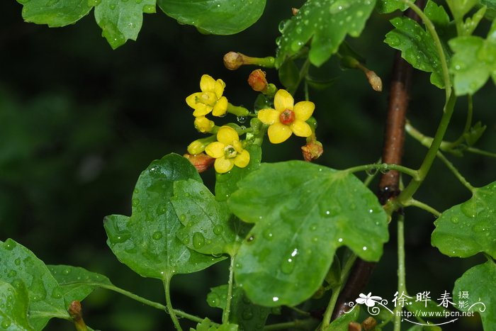 菠萝蜜辨别生熟图解