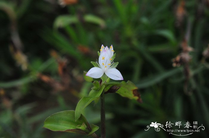 虎皮兰开花不是好兆头