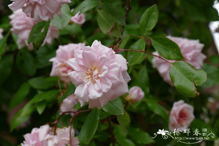 花荠菜图片