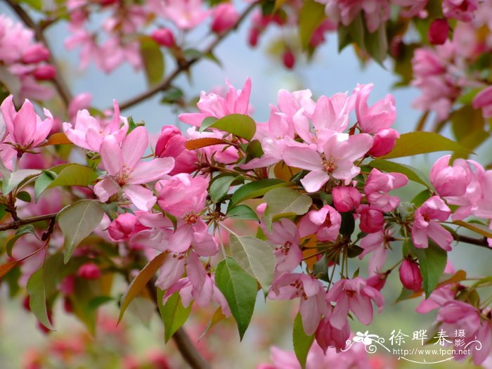 大面积种植什么树效益高