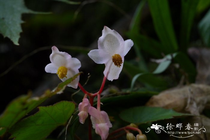 金枝玉叶怎么养才开花