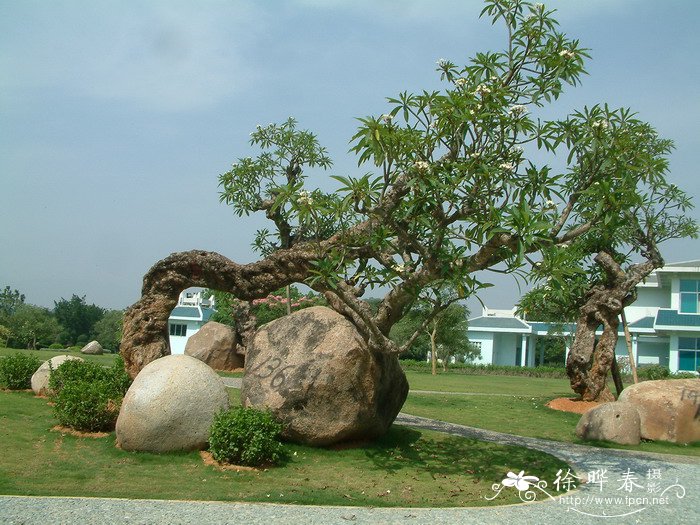 小叶黄杨图片