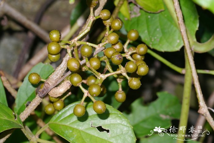 白色郁金香花语是什么意思