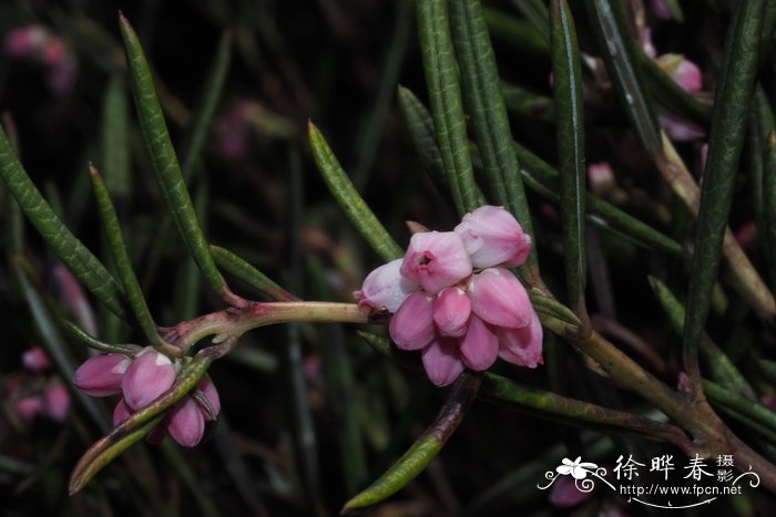 樱花代表什么象征意义