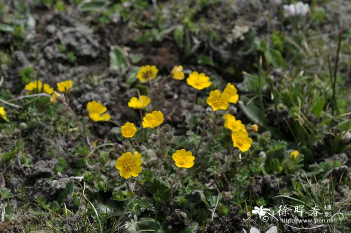 各种花卉大全