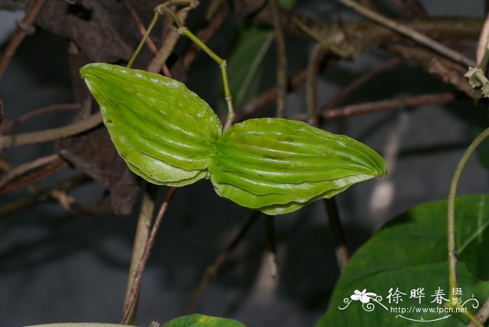 兰花的种植方法