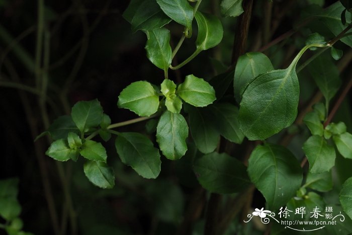 金叶风箱果