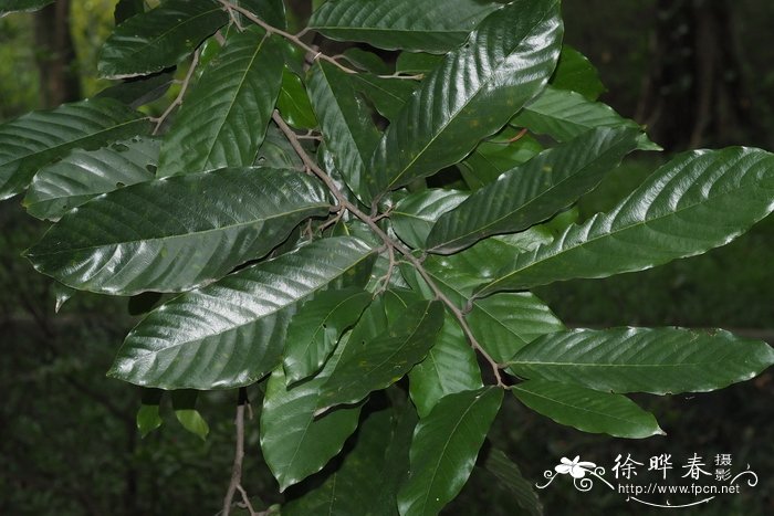 桂花树种子种植技术