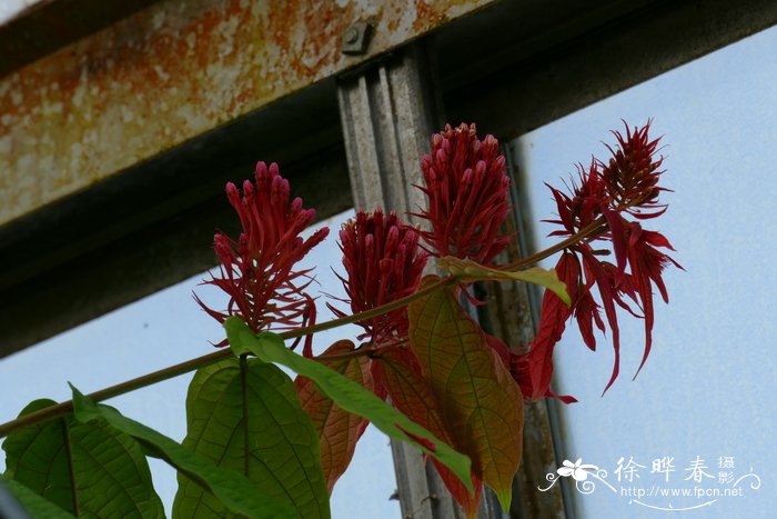 室内花卉好养的有哪些