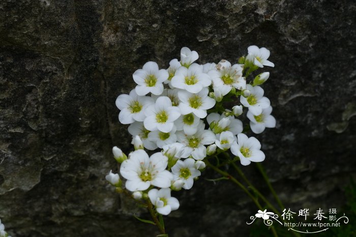 不怕冻的花卉有哪些