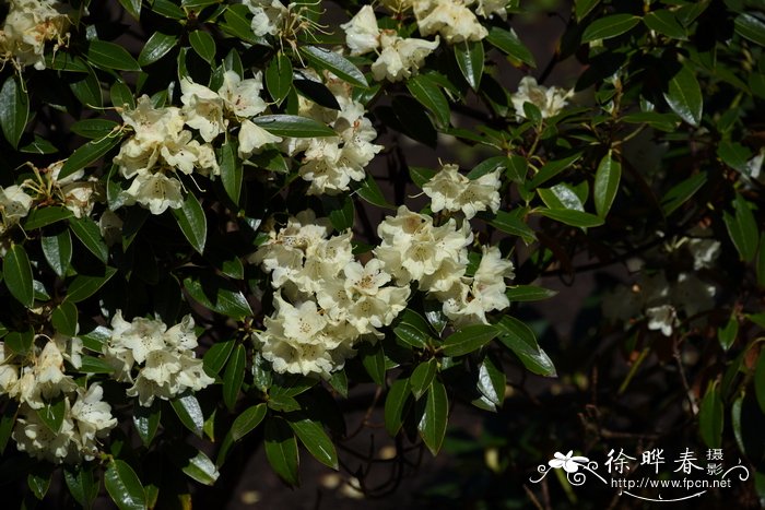 阳台盆栽蔬菜