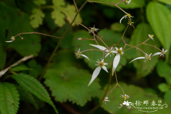 红叶石楠树