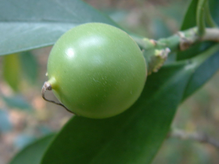 camellia japonica