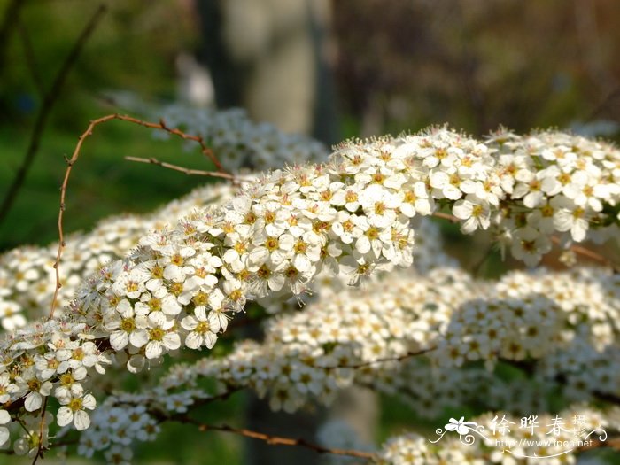 勿忘我花草茶