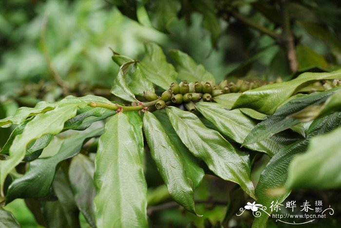 各种鲜花图片大全