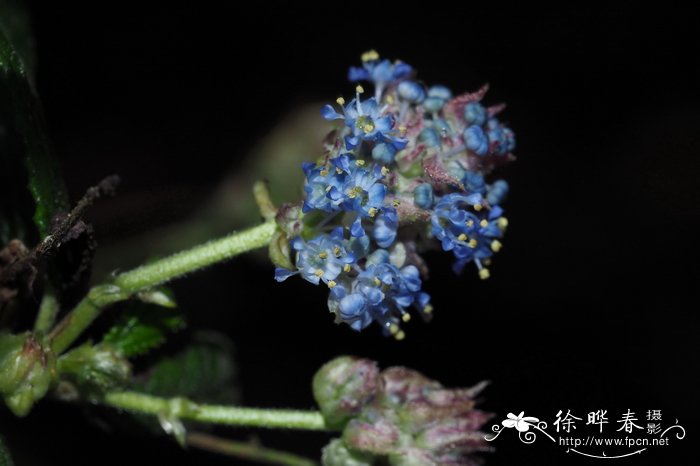 黑牡丹花图片大全