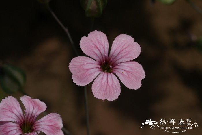 荷花有什么颜色