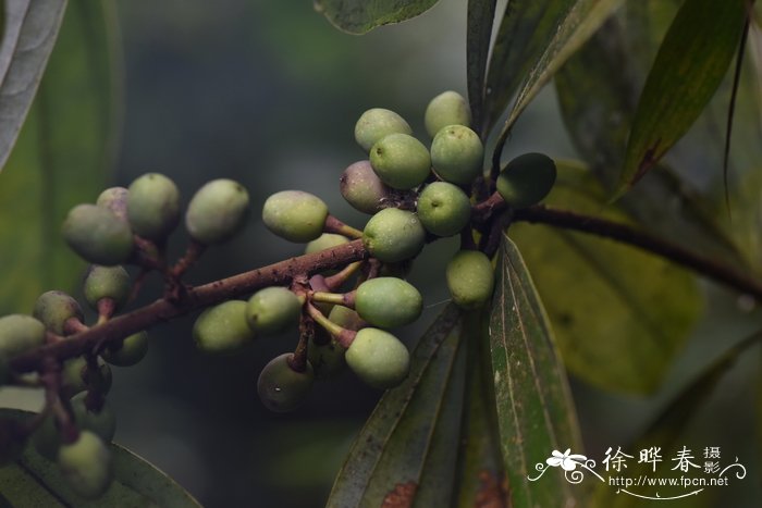 花烛的养殖方法及注意事项