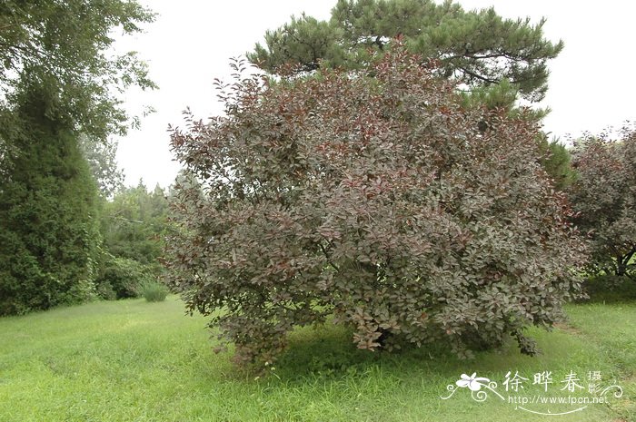 波斯菊和格桑花的区别