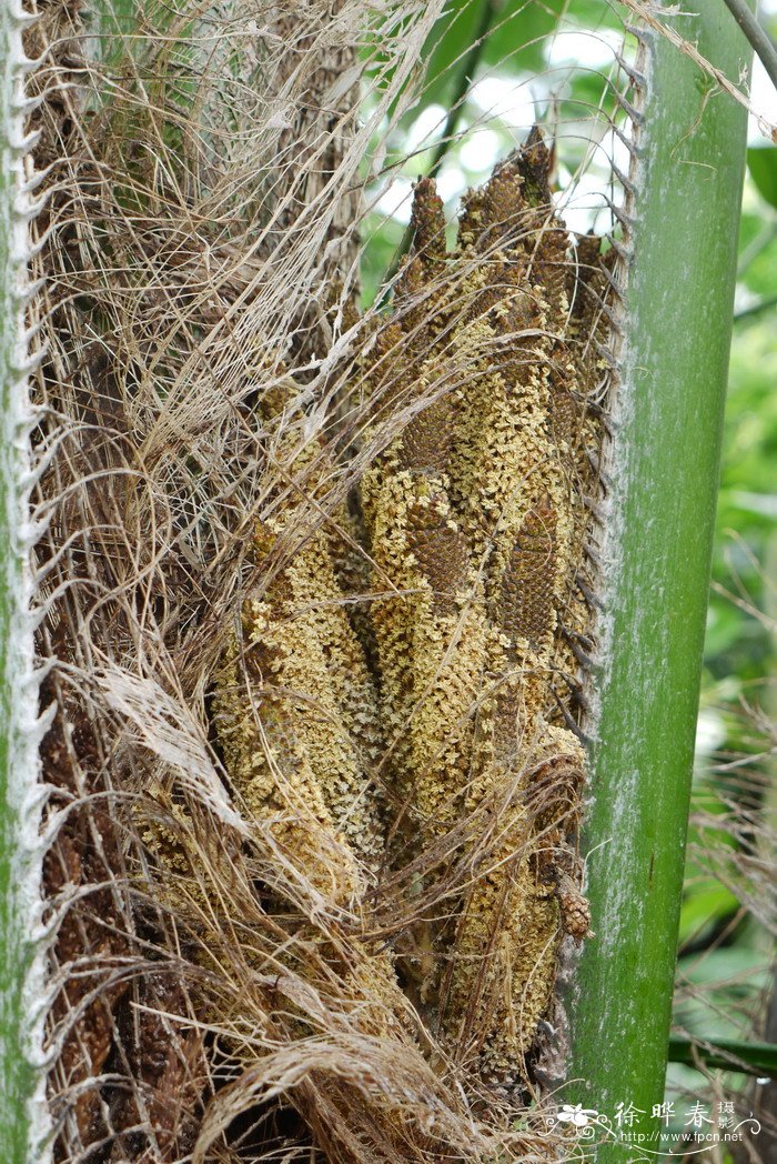 大面积种植什么树效益高