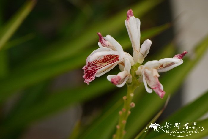 玉兰花什么季节开花