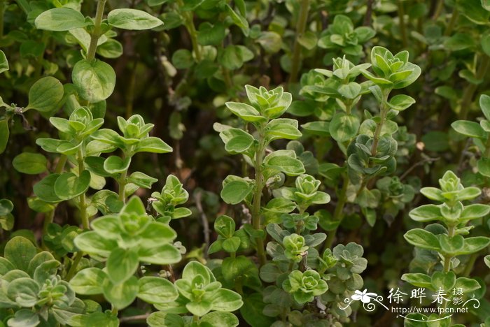 油菜花长什么样子图片