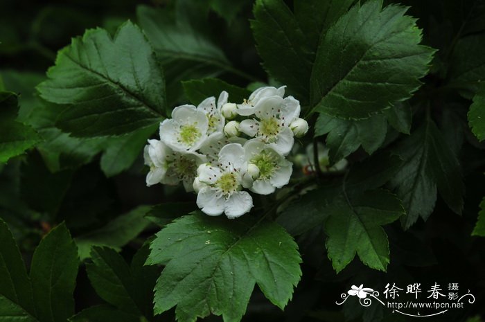 桂花什么季节开