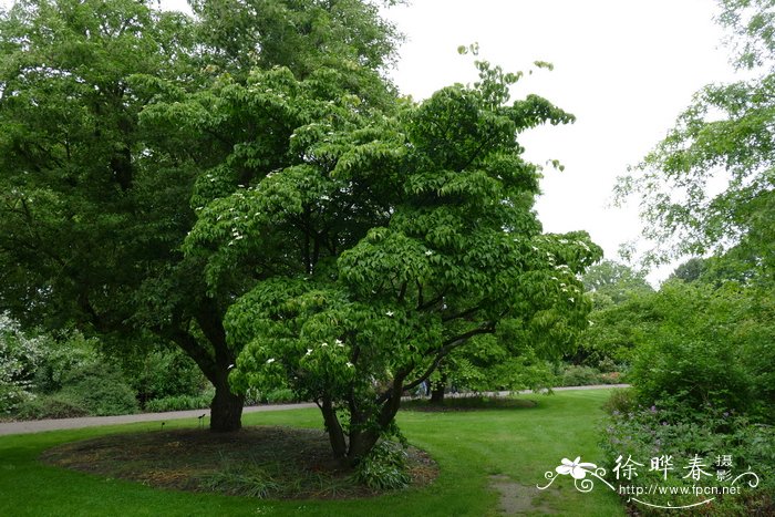 温州市花