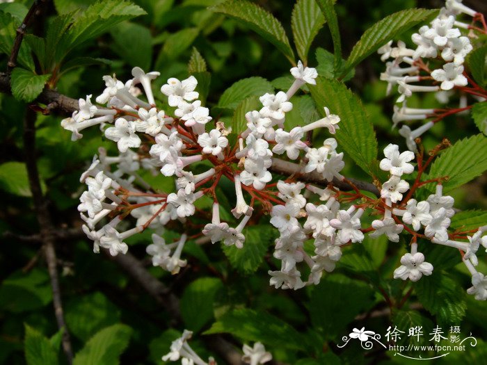 大叶油草