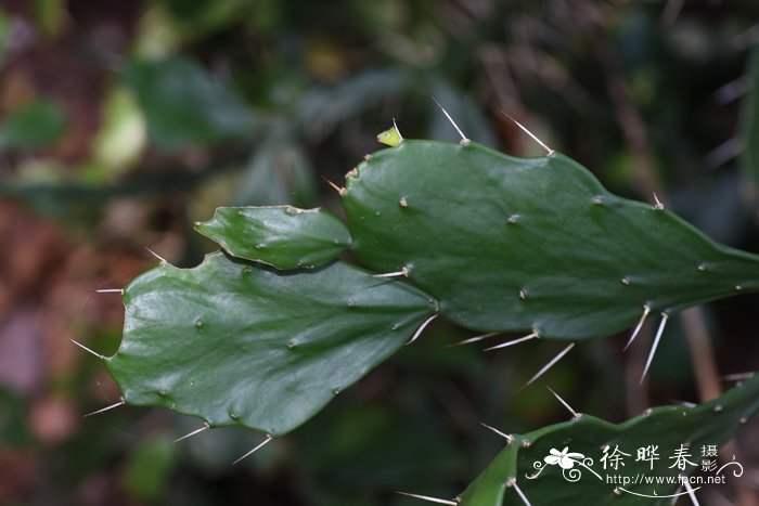 油菜花有几个花瓣?