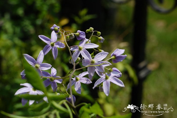 西兰花的种植