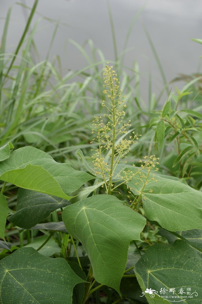 16朵粉色康乃馨花语